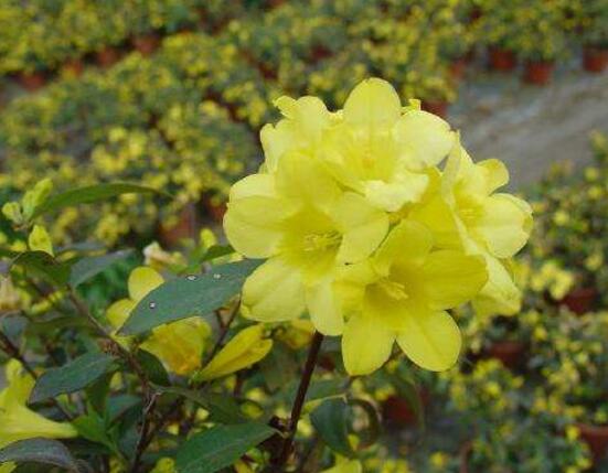 茉莉花品種，茉莉花最受歡迎八大品種