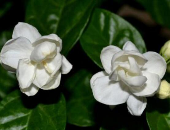 茉莉花品種，茉莉花最受歡迎八大品種