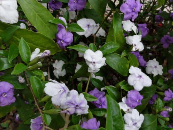 茉莉花品種，茉莉花最受歡迎八大品種