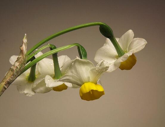 水仙花可以四季水培嗎，水仙花水培方法