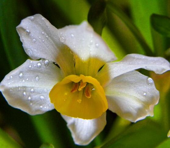 水仙花可以四季水培嗎，水仙花水培方法