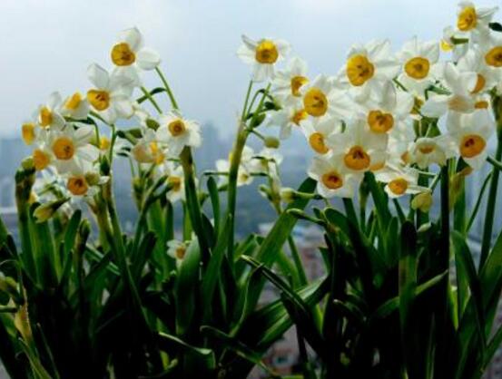 土培水仙花怎么澆水，土培水仙花澆水方法