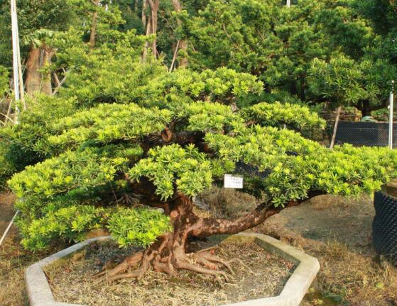 羅漢松花期，羅漢松花期為一個月(5月份開花)