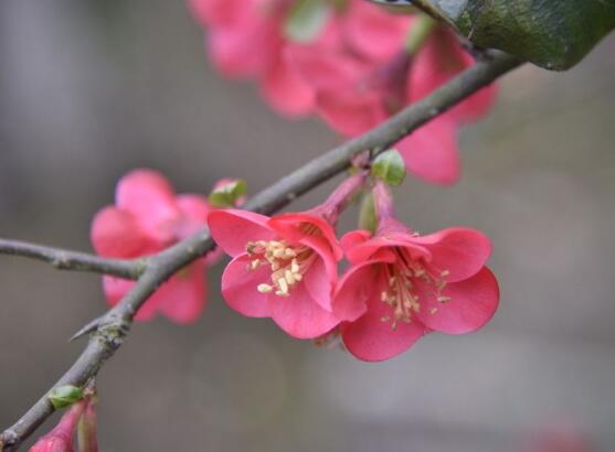 海棠花怎么施肥，海棠花施復合肥最好