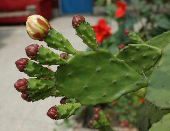 仙人掌的花語是什么，仙人掌開花的寓意象征著奇跡希望