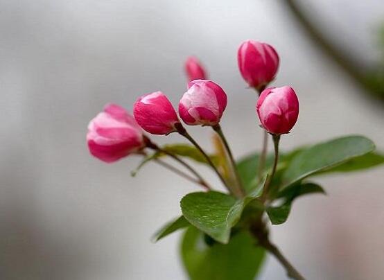 海棠花葉子發黃怎么辦，海棠花葉子發黃解決辦法