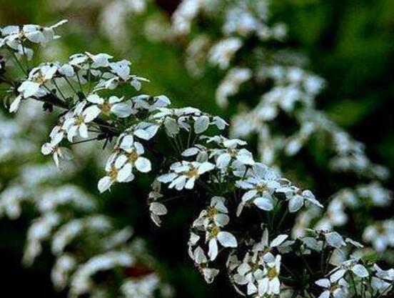 六月雪花期，六月雪花期持續達60天(5-7月份)