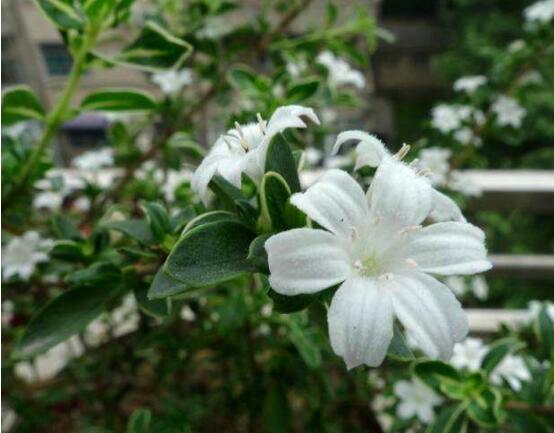 六月雪花期，六月雪花期持續達60天(5-7月份)