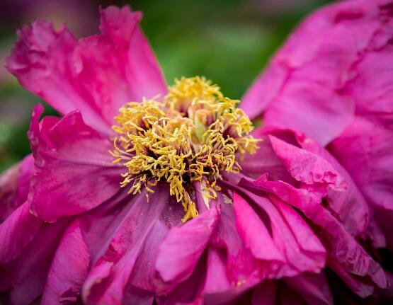 牡丹花什么時(shí)候開，牡丹花在每年5月開花(一年開一次)