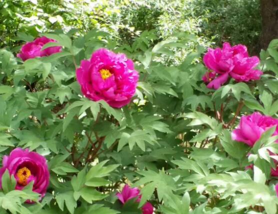 牡丹花什么時(shí)候開，牡丹花在每年5月開花(一年開一次)