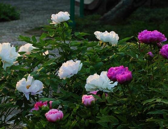 牡丹花有毒嗎，牡丹花可以在室內養嗎