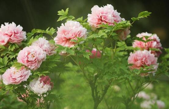 牡丹花怎么澆水，牡丹花澆水方法