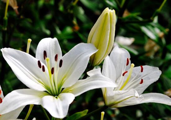 百合花怎么養，百合花的養殖方法和注意事項