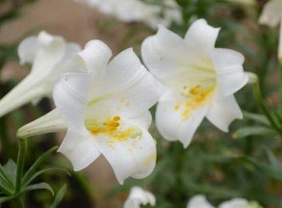 百合花什么時候開花，百合花不開花怎么辦/適當光照