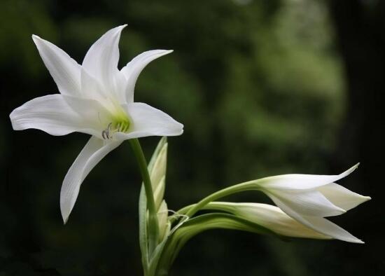 百合花葉子發黃怎么辦，教你五種方法讓它恢復生機