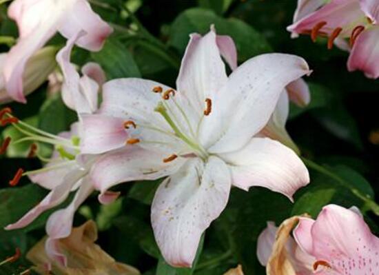 百合花有毒嗎，百合花放在臥室好嗎/影響睡眠