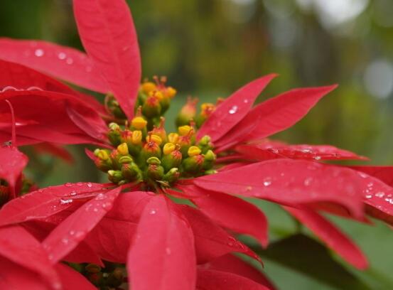 一品紅什么時候開花，一品紅在每年12月至翌年2月開花