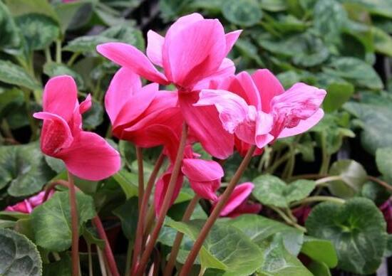 仙客來什么時(shí)候開花，仙客來一年開幾次花/冬季開花