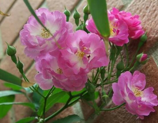 野薔薇花，野薔薇花特點(diǎn)