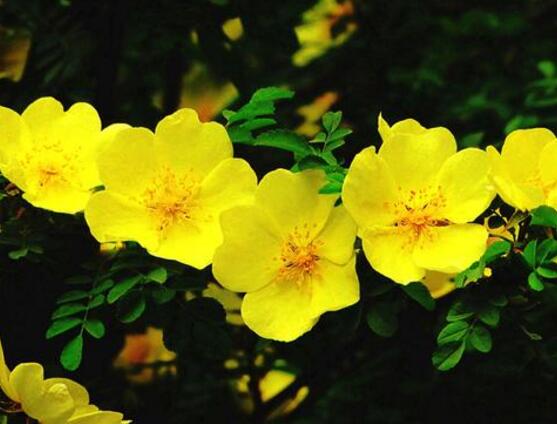 野薔薇花，野薔薇花特點(diǎn)