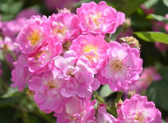 薔薇花什么時候開，薔薇花在每年5-9月開花