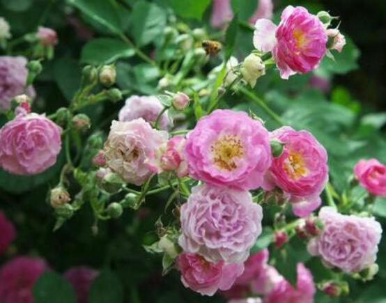 薔薇花怎么修剪，薔薇花修剪方法