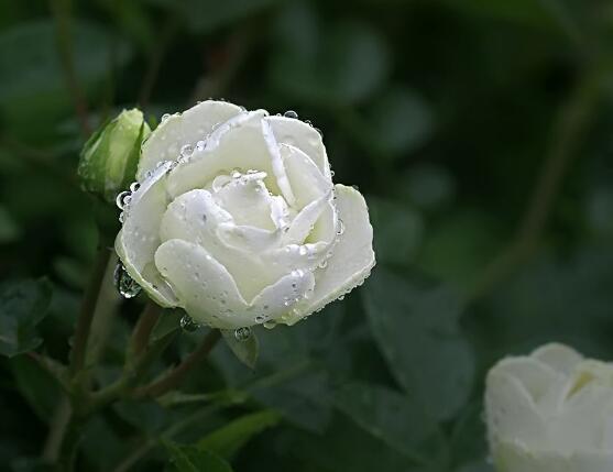 白色薔薇花，白色薔薇花特點