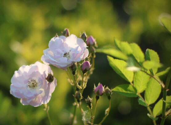 野薔薇花語是什么，野薔薇花語代表著浪漫的愛情