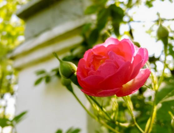 野薔薇花語是什么，野薔薇花語代表著浪漫的愛情