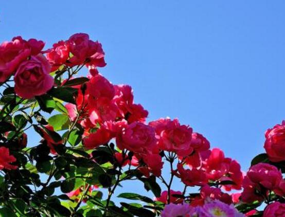 野薔薇花語是什么，野薔薇花語代表著浪漫的愛情