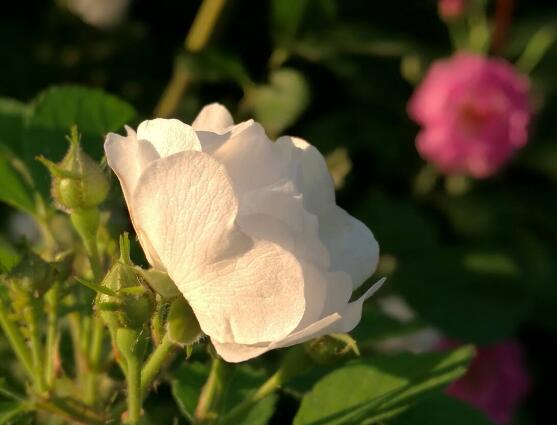 野薔薇花語是什么，野薔薇花語代表著浪漫的愛情