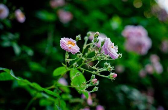 薔薇花蟲害及防治方法，薔薇花三種蟲害防治辦法