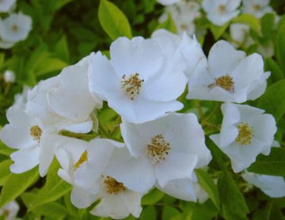 薔薇花葉子發黃怎么辦，薔薇花葉子發黃解決辦法