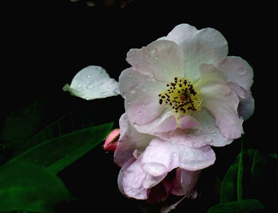 薔薇花怎么澆水，薔薇花澆水方法