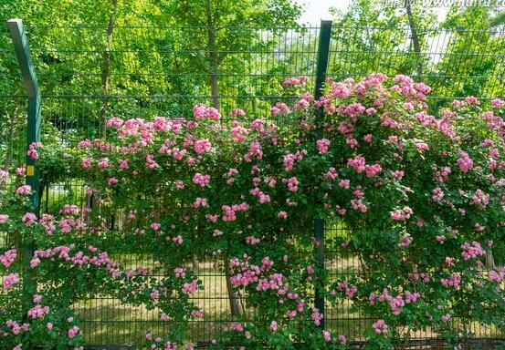 薇花怎么吃，薔薇花五大最常見吃法