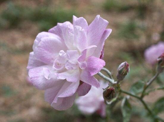 薇花怎么吃，薔薇花五大最常見吃法