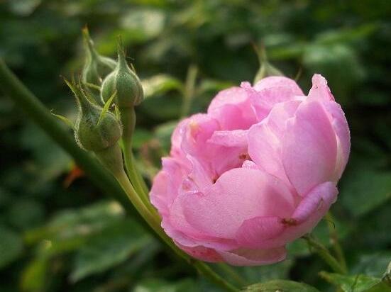 玫瑰月季薔薇花怎么區別，玫瑰月季薔薇花三種區別方法