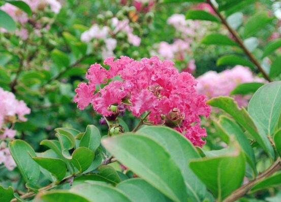 薔薇葉子發黃還能活么，薔薇花葉子發黃怎么辦