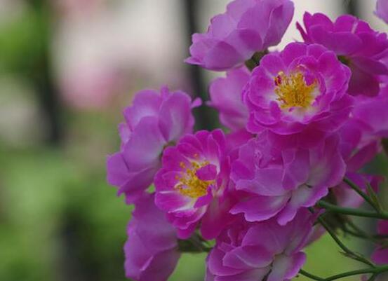 薔薇花的種植方法，盤點薔薇花七大種植方法