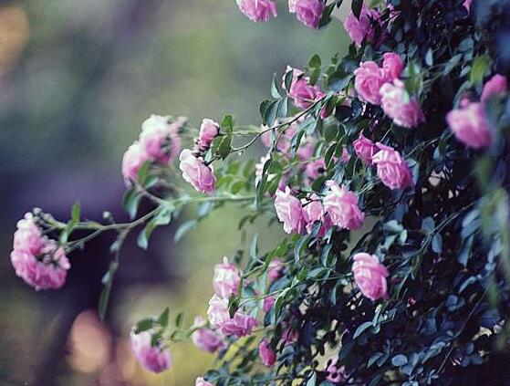 薔薇花的種植方法，盤點薔薇花七大種植方法