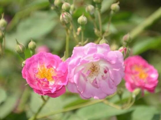 薔薇花的種植方法，盤點薔薇花七大種植方法