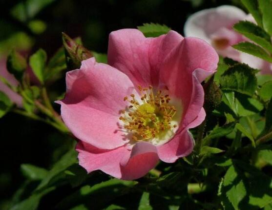 薔薇花圖片大全，細數薔薇花八種圖片大全