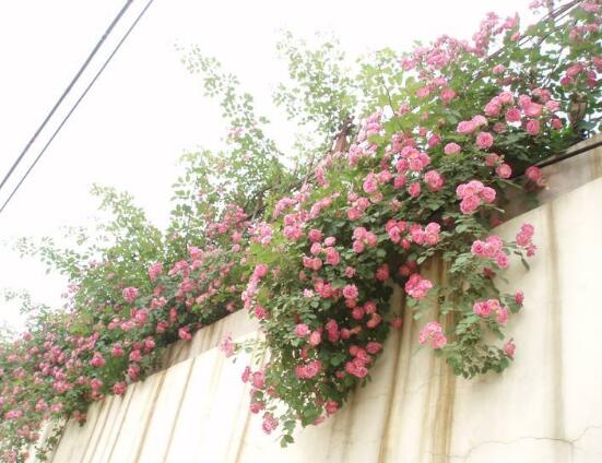 薔薇花的養殖方法，掌握八大方法就可養好