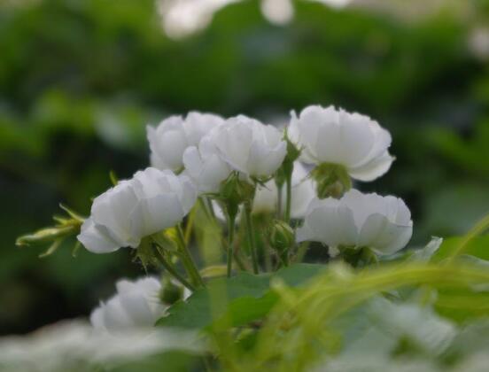 薔薇花的養殖方法，掌握八大方法就可養好