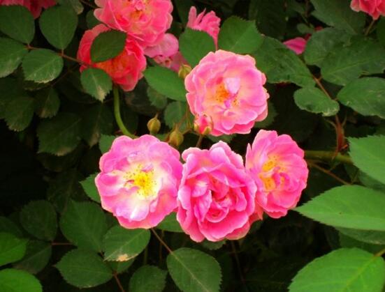 薔薇花什么時(shí)候種植，薔薇花幾月種植