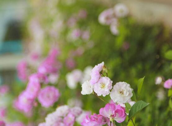 薔薇花什么時(shí)候種植，薔薇花幾月種植