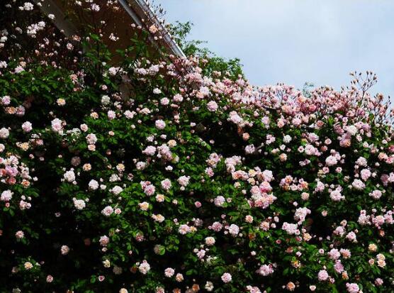 薔薇花幾年能爬滿墻，薔薇花爬墻辦法