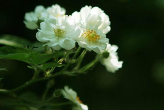 薔薇花繁殖，薔薇花繁殖方法