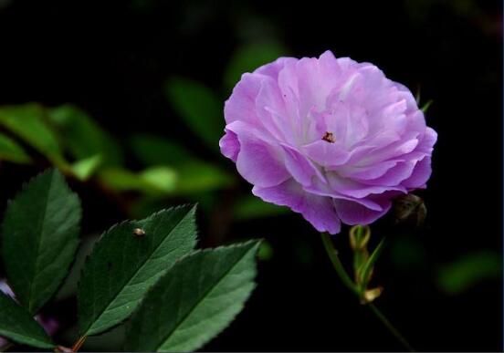 紫色薔薇花圖片，紫色薔薇花代表禁錮的愛情