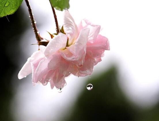 薔薇花栽種，薔薇花栽種方法